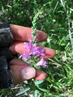 Image of Slender False Dragonhead