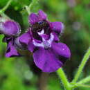 Image of Angelonia pubescens Benth.