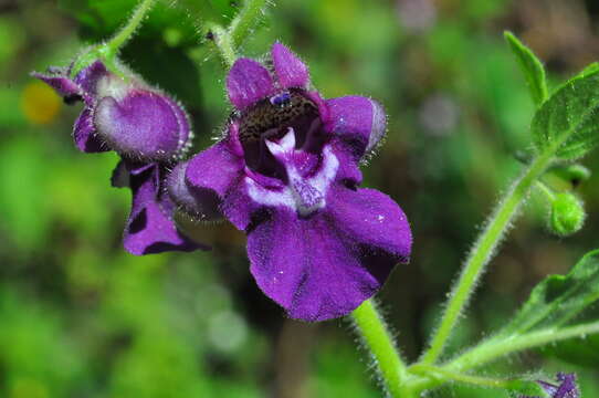 Image of Angelonia pubescens Benth.