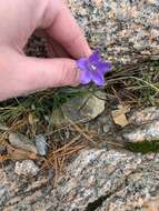 Image of Campanula intercedens Witasek