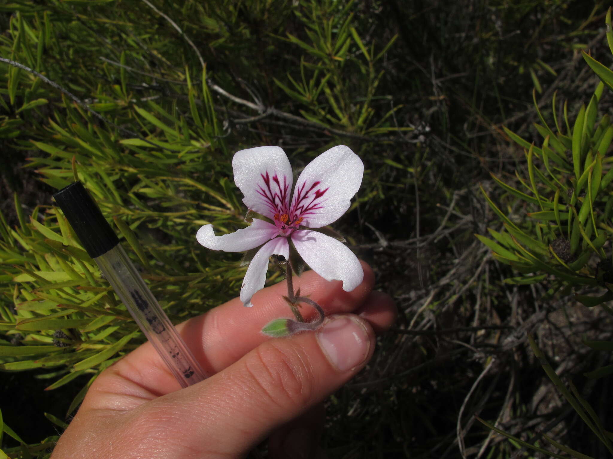 Image of Pelargonium elegans (Andr.) Willd.