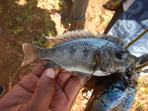 Image de Oreochromis squamipinnis (Günther 1864)