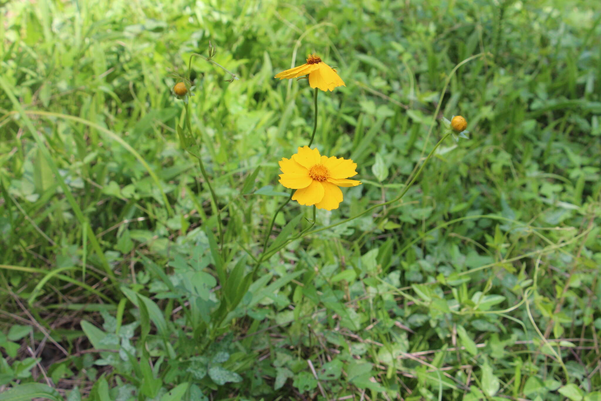 صورة Coreopsis intermedia Sherff