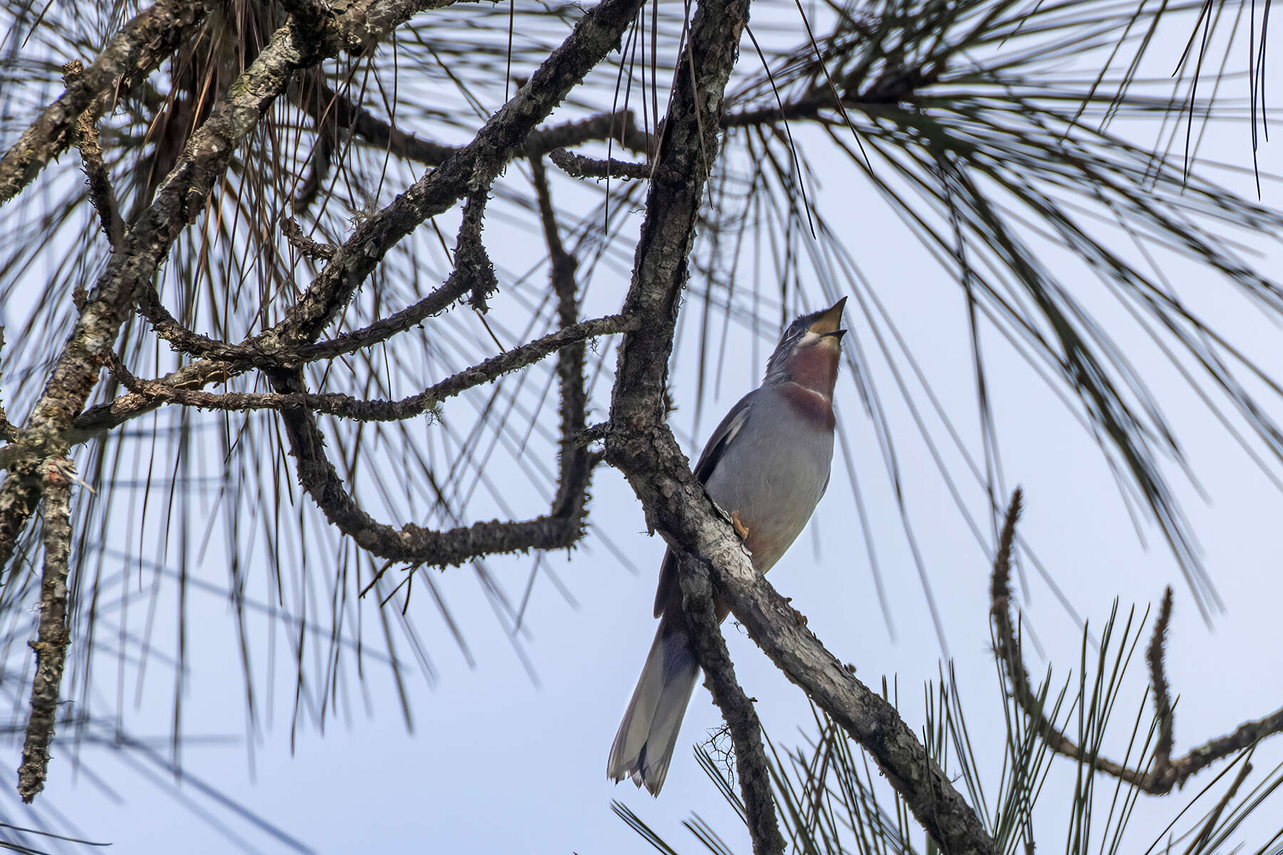 Imagem de Myadestes genibarbis Swainson 1838