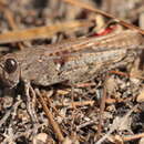 Image of Canarian Pincer Grasshopper