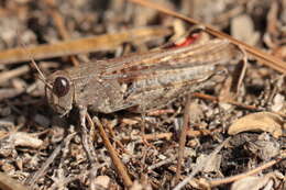 Image of Canarian Pincer Grasshopper