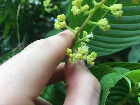 Image of Palicourea berteroana (DC.) Borhidi