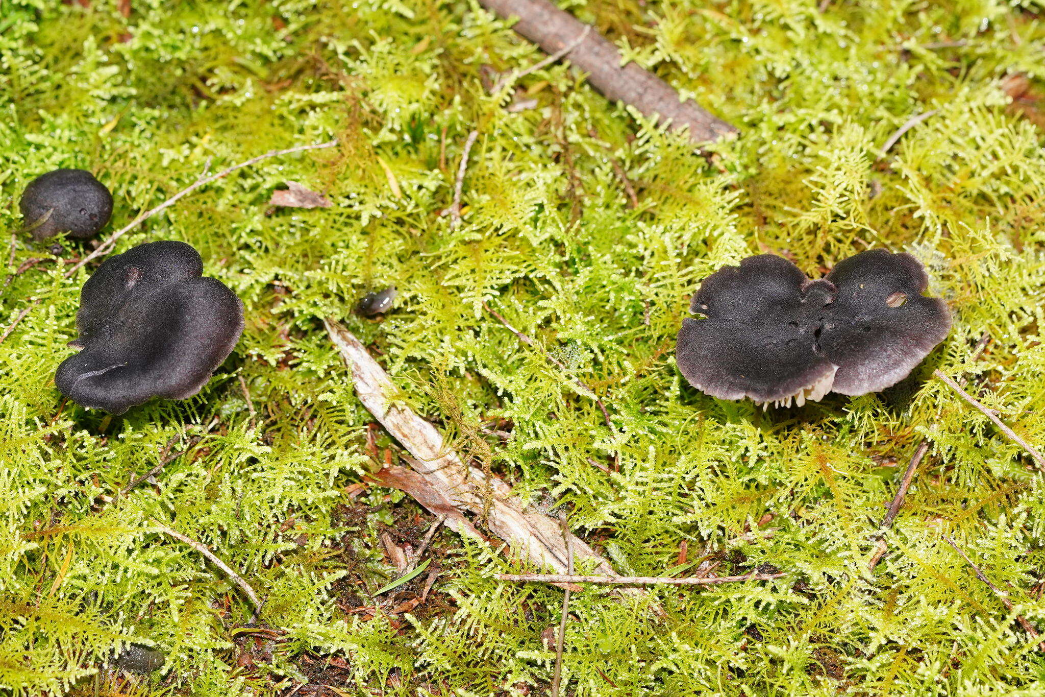 Image of Entocybe haastii (G. Stev.) Largent 2014