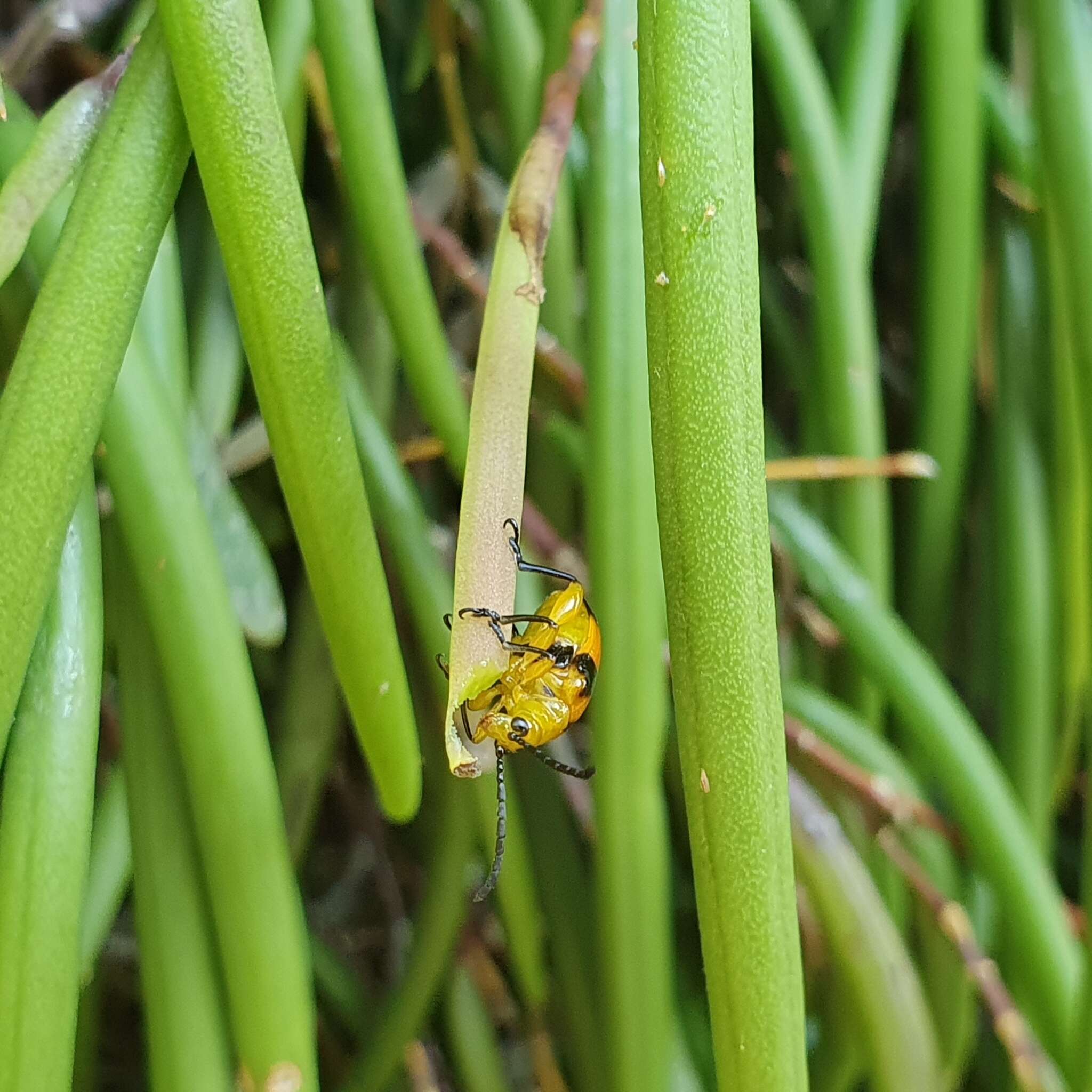 Image of Stethopachys formosa