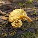 Image of Phaeomarasmius proximans (A. H. Sm. & Hesler) Singer 1989