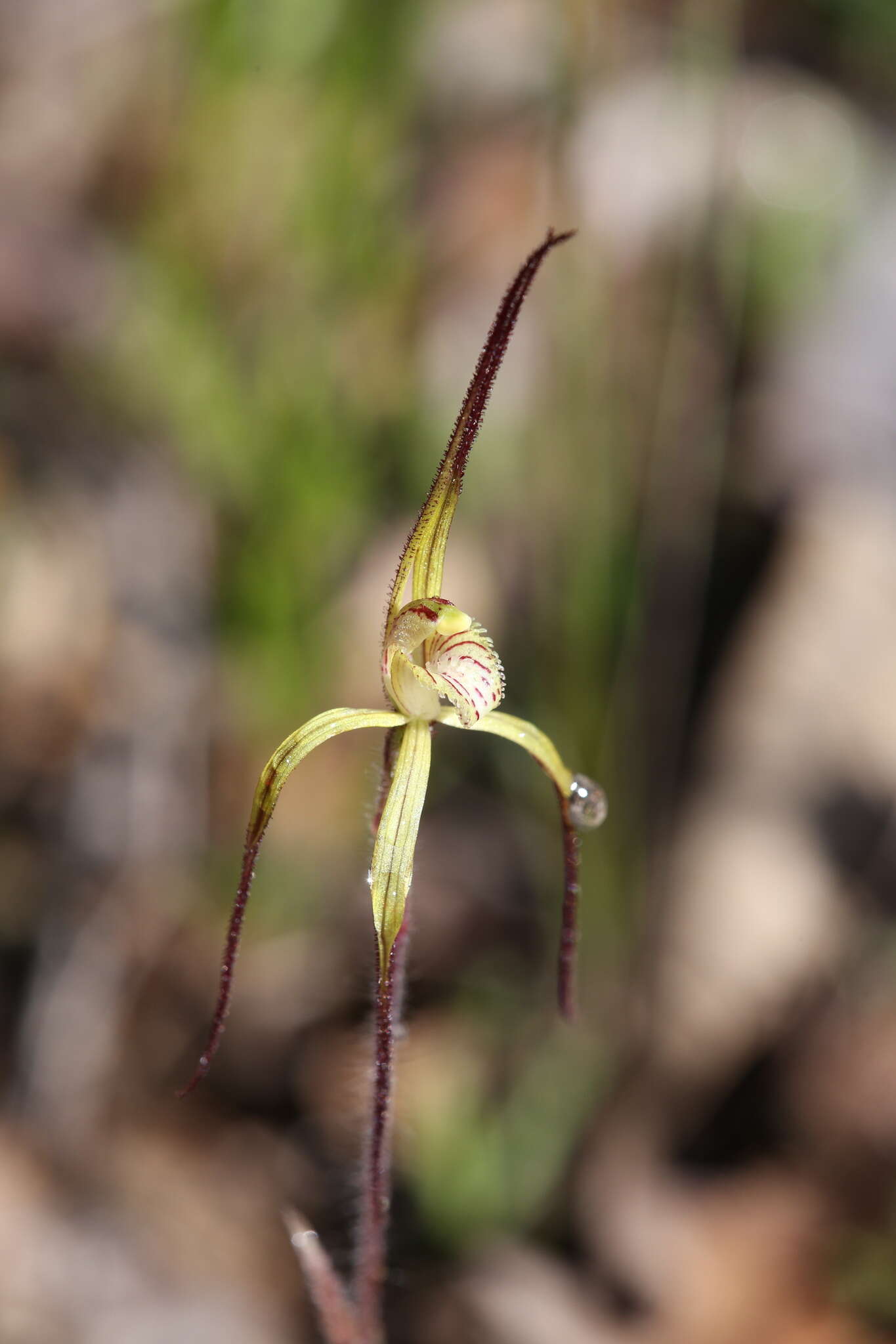 Image de Caladenia xantha Hopper & A. P. Br.