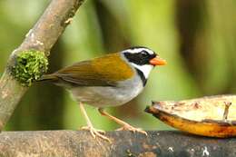 Image of Orange-billed Sparrow