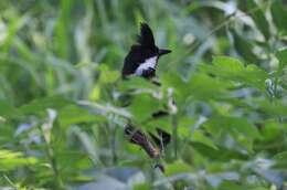 Image of Eastern Whipbird