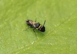 Imagem de Hylaeus primulipictus (Cockerell 1905)