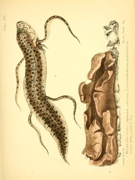 Image of <i>Lepidosiren annectens</i>