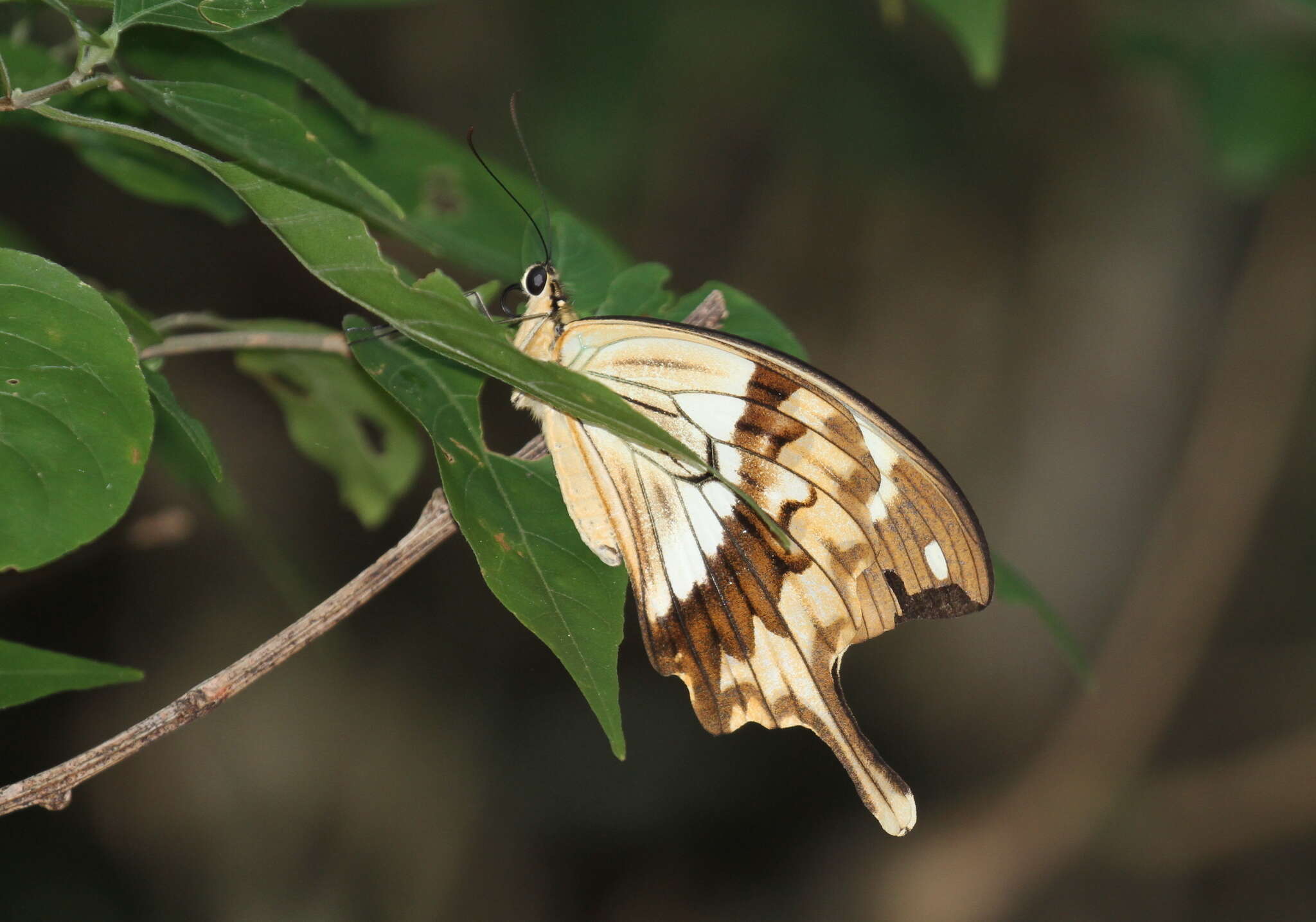 Imagem de Papilio dardanus Brown 1776