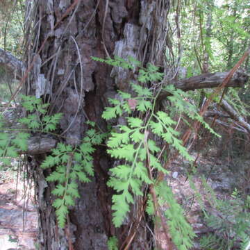 Image of Japanese climbing fern