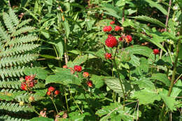 Слика од Rubus crataegifolius Bunge