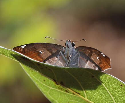 Image of <i>Odontoptilum <i>angulata</i></i> angulata