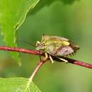 Image of Carpocoris purpureipennis (De Geer 1773)