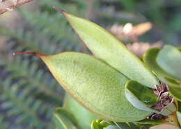 Image of Cyclopia sessiliflora Eckl. & Zeyh.