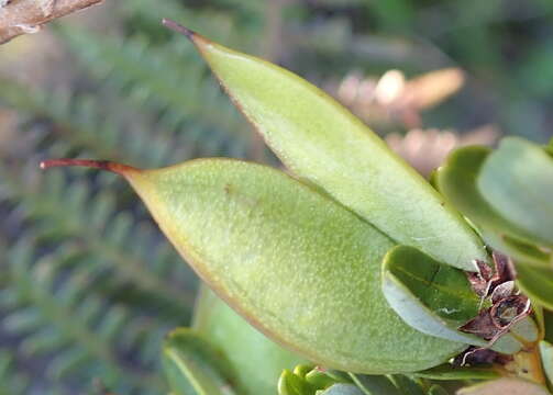 Image de Cyclopia sessiliflora Eckl. & Zeyh.