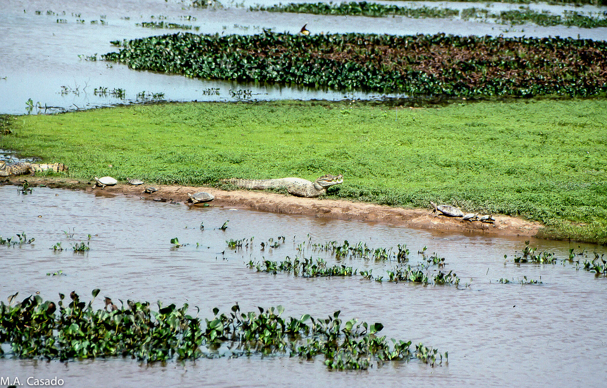 Image of Llanos Sideneck Turtle