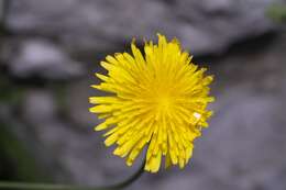 Image of Crepis commutata (Spreng.) W. Greuter