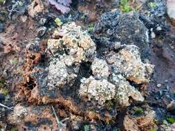 Image of texosporium lichen