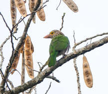 Psilopogon lineatus (Vieillot 1816) resmi