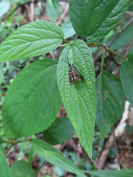 Image of Saptha divitiosa Walker 1864