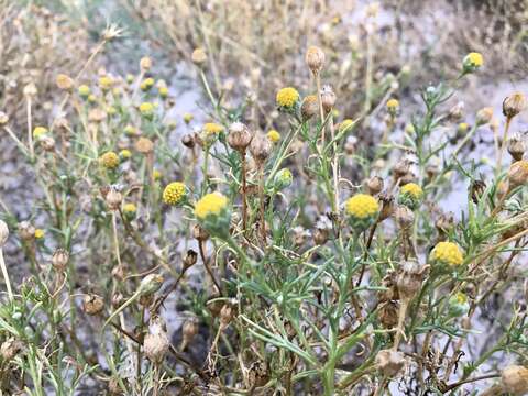 Image of South American rubberweed