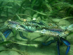 Image of Blue swimmer crab