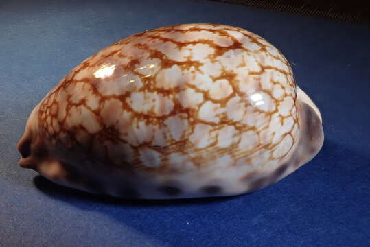 Image of harlequin cowrie