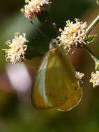 Слика од Belenois thysa (Hopffer 1855)