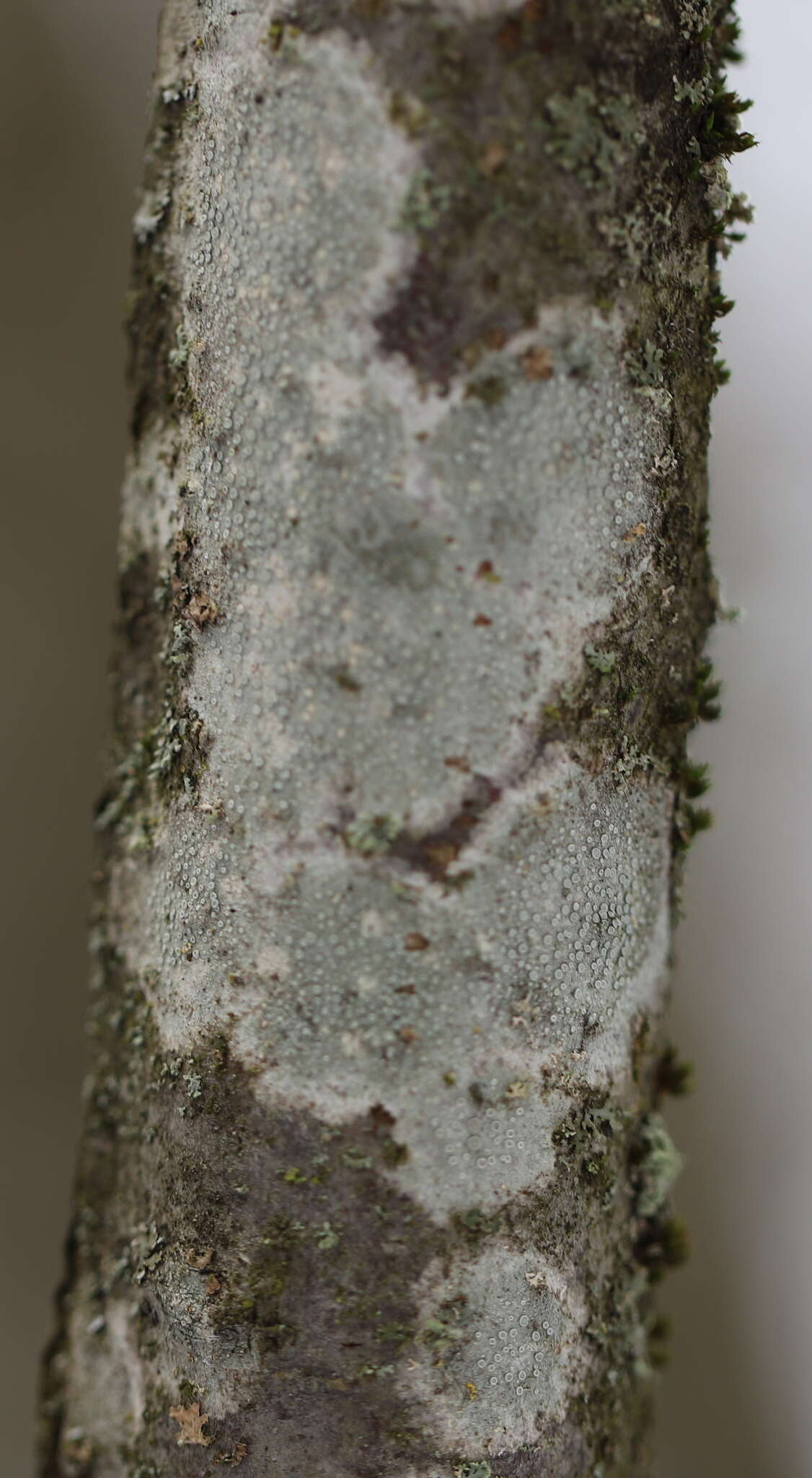 Image of rim lichen