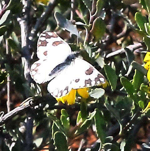 Image of Pontia helice (Linnaeus 1764)