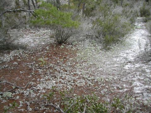Image of Florida Perforate Reindeer Lichen