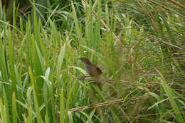 Plancia ëd Poodytes punctatus (Quoy & Gaimard 1832)