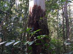 Eucalyptus grandis W. Hill ex Maiden resmi