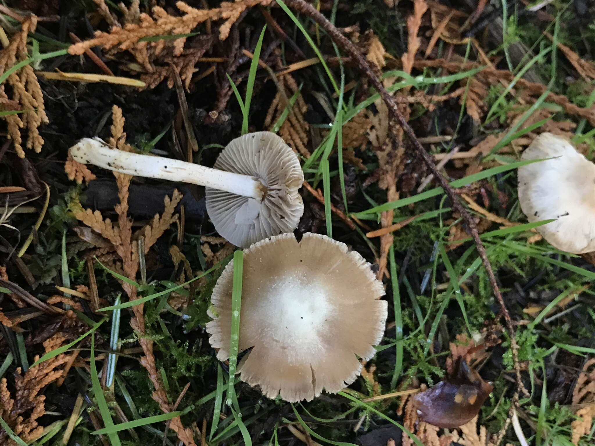 Plancia ëd Inocybe albodisca Peck 1898