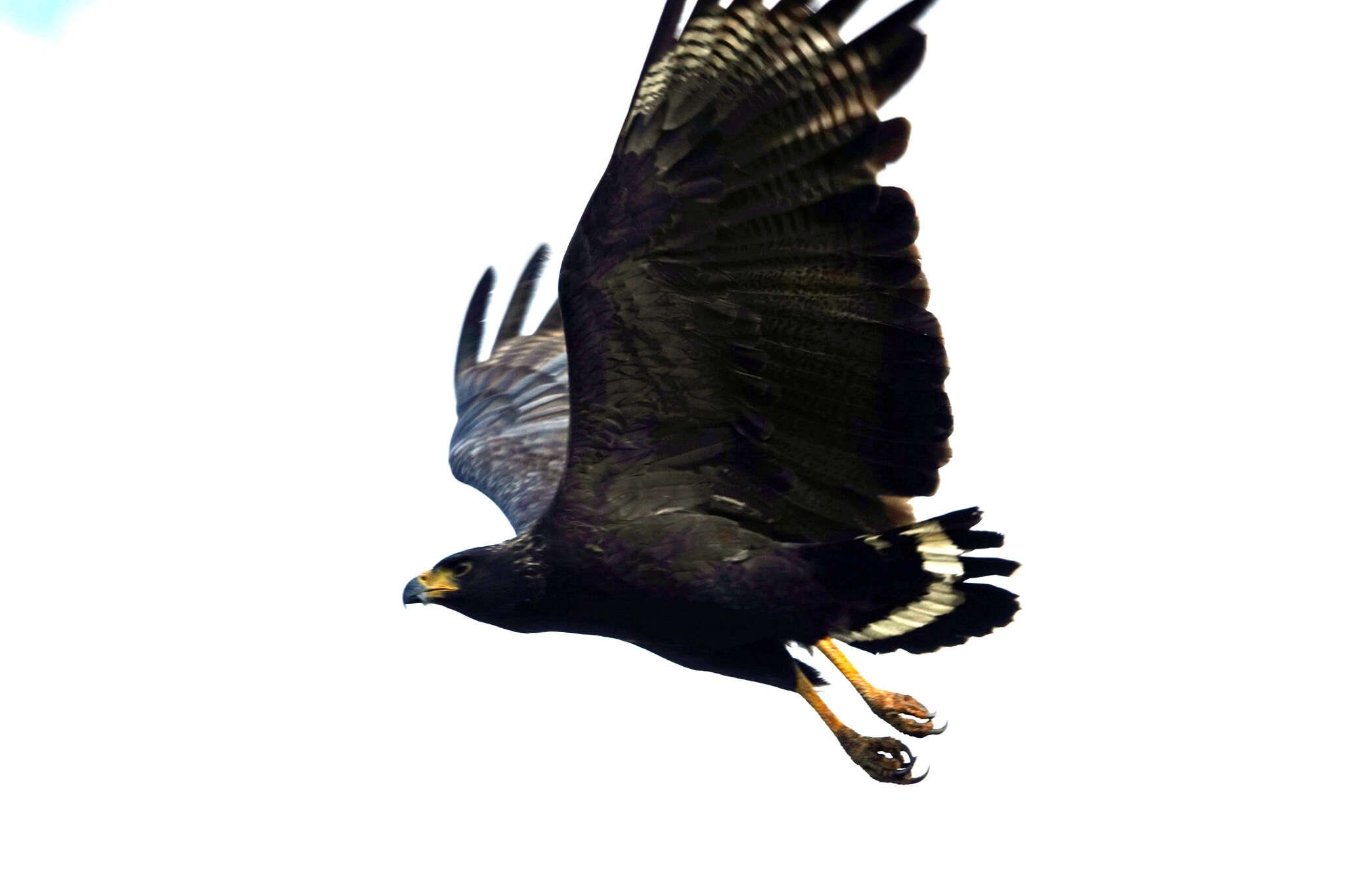 Image of Black Solitary Eagle