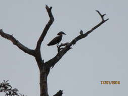 Image of hamerkop