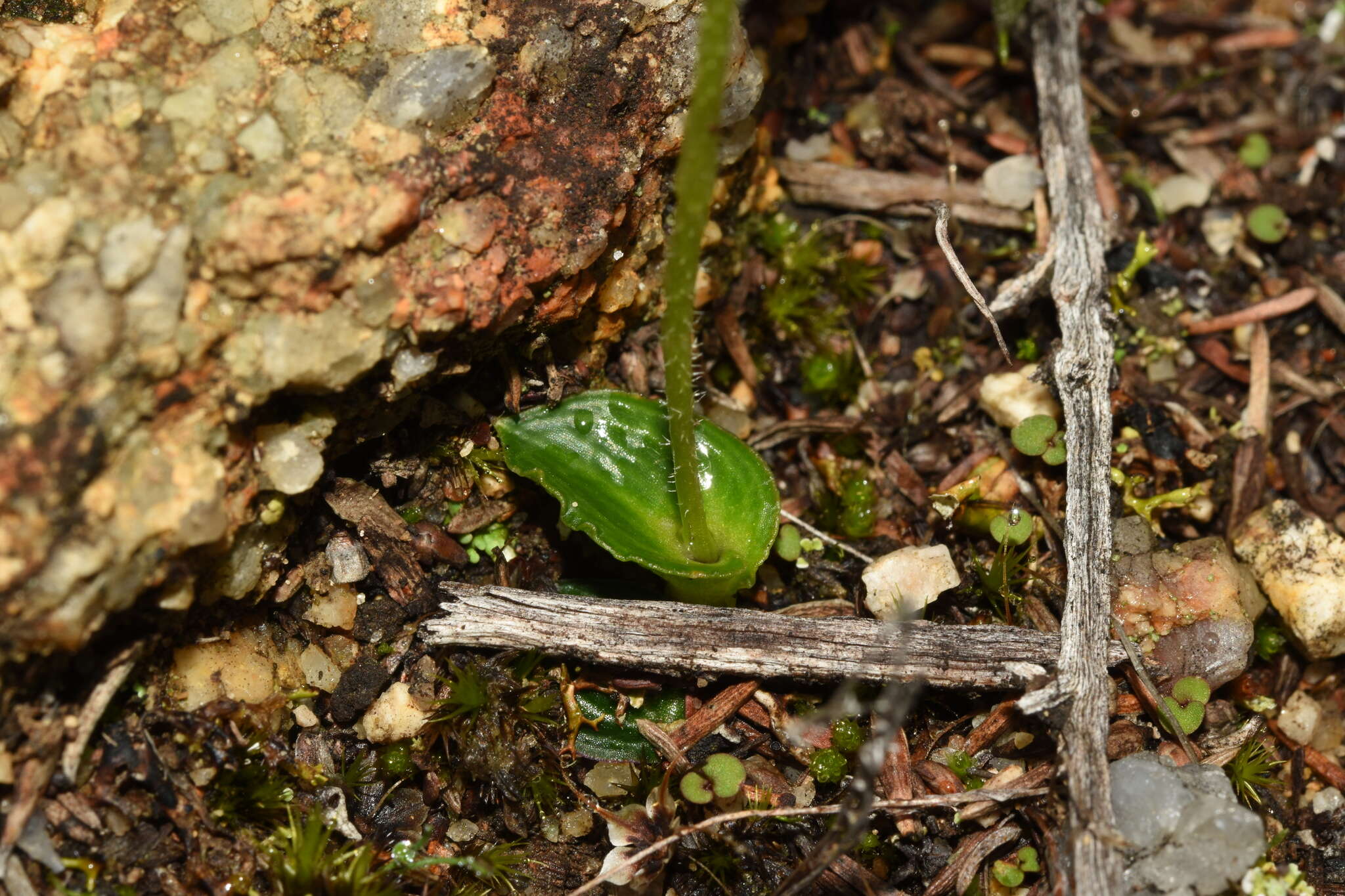 Eriochilus scaber subsp. scaber的圖片