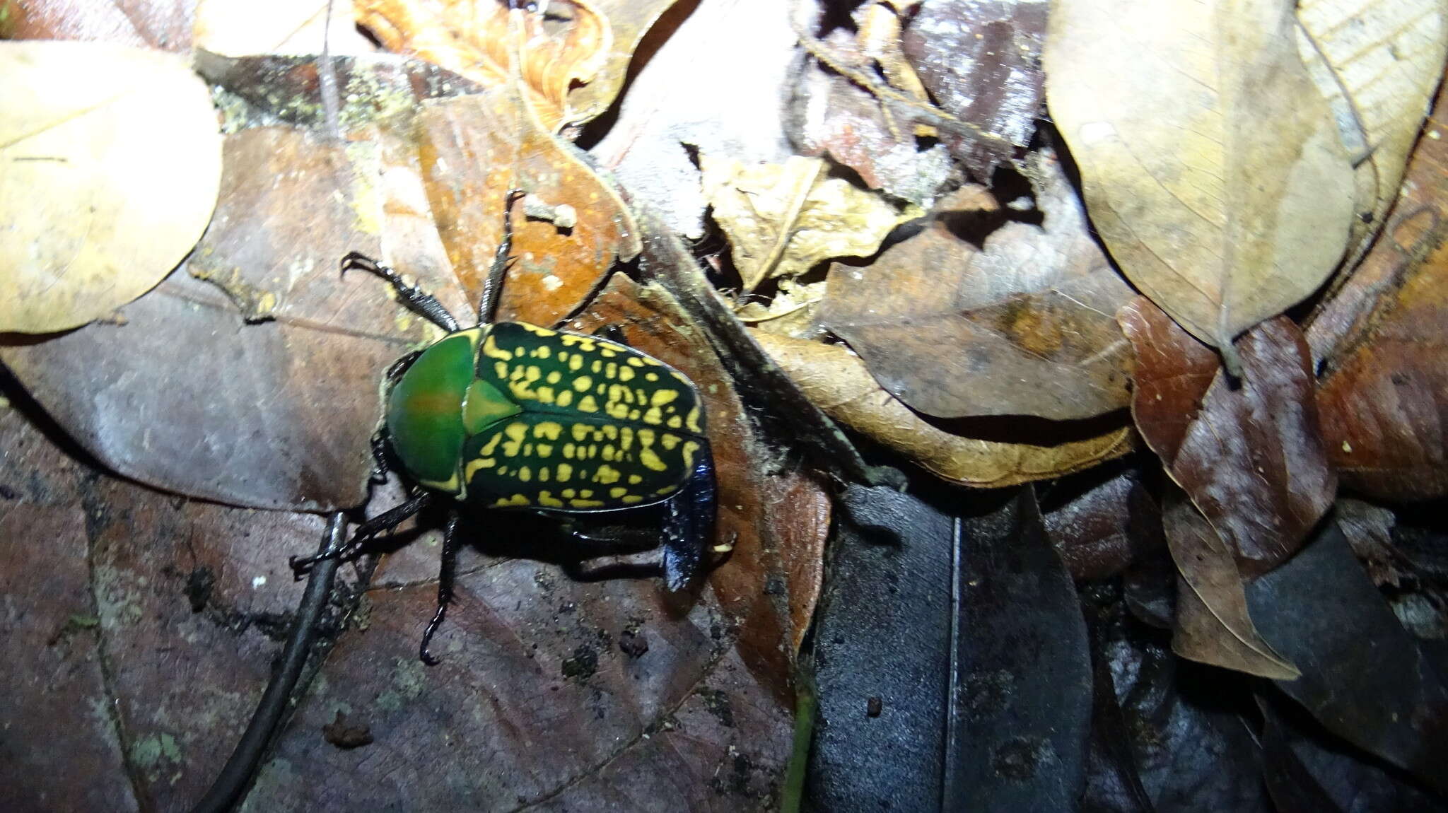 Image of Mecynorhina (Megalorhina) harrisii (Westwood 1847)