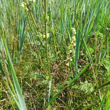 Image of Siberian wormwood