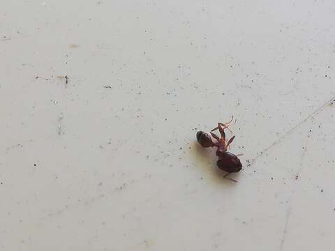 Image of Fire ant