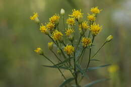 Image of Galatella biflora (L.) Nees