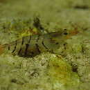 Image of <i>Caridina mariae</i>