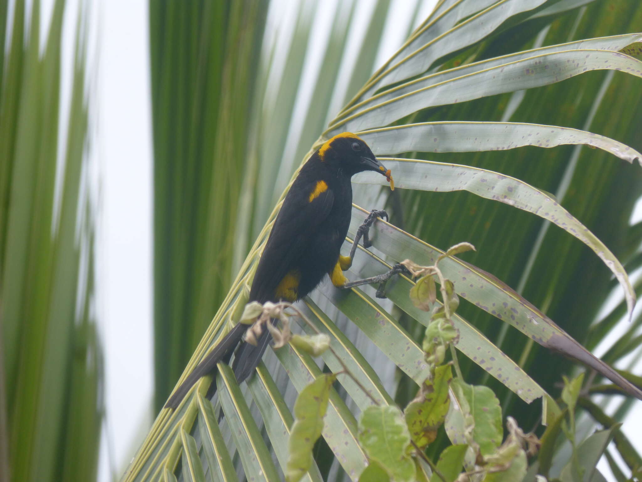 Icterus cayanensis (Linnaeus 1766)的圖片